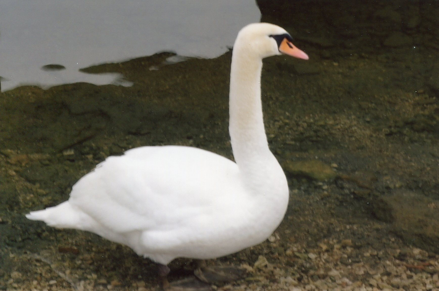  Proud Swan, Hallstattersee 